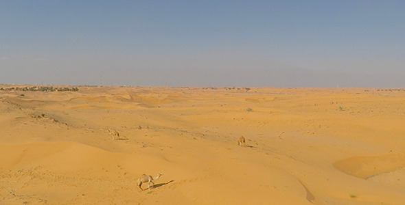 Desert Camels 2