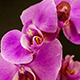 Purple Orchid Opening  - VideoHive Item for Sale