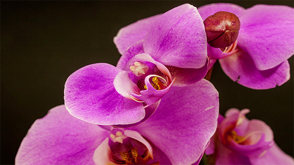 Purple Orchid Opening  alt