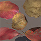 Autumn Fall Leaves PACK Low Poly 3d Model