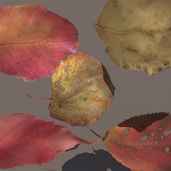Autumn Fall Leaves - 3Docean 9711490