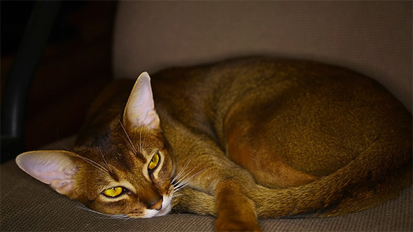 Abyssinian Cat alt