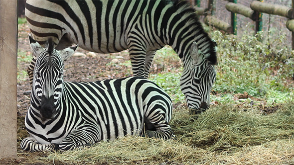 Zebras Grazing alt