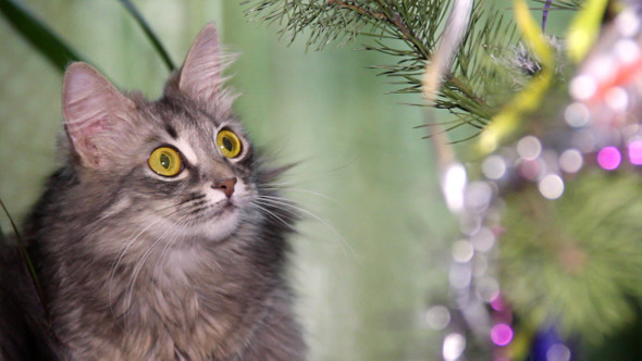 Cat Near The Christmas Tree 4