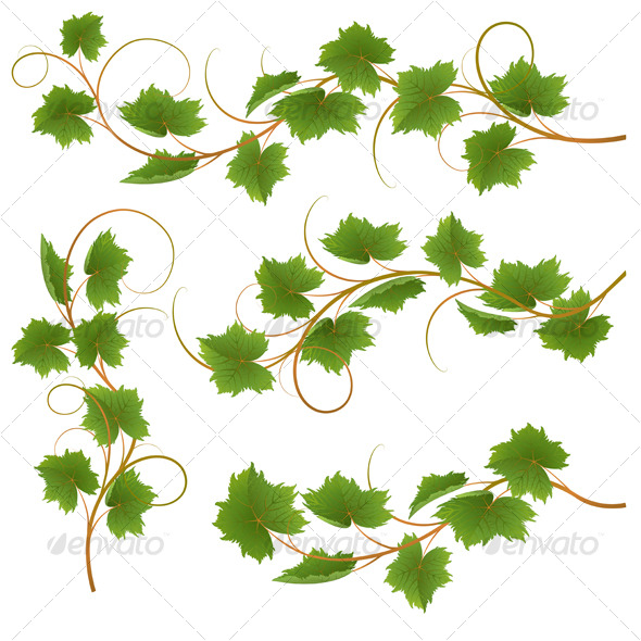 Vine - Flowers & Plants Nature