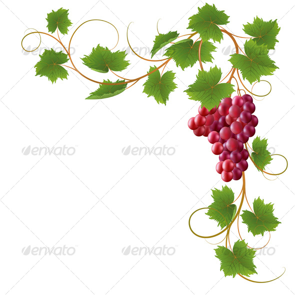 Vine - Flowers & Plants Nature