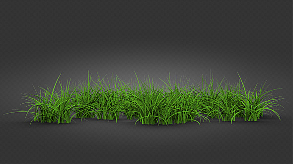 Isolated Grass Growing