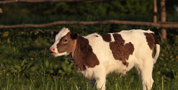 Calf 1 alt