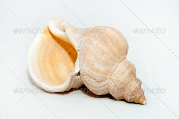 Sea shell - Stock Photo - Images