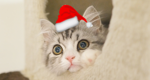 Cats Sing Christmas Song