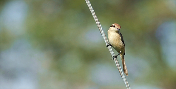 Brown Shrike (Lanius cristatus) alt