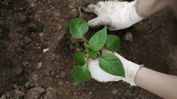 Female Hand Planting Sprout Into the Soil alt