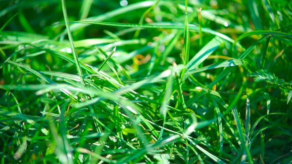 Green Grass View
