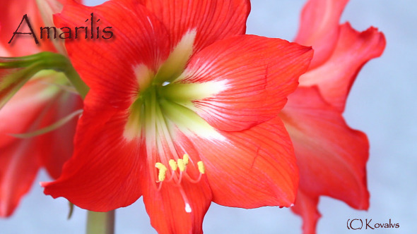 Amaryllis Flower 4