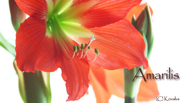 Amaryllis Flower 5