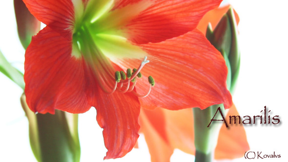 Amaryllis Flower 5 alt