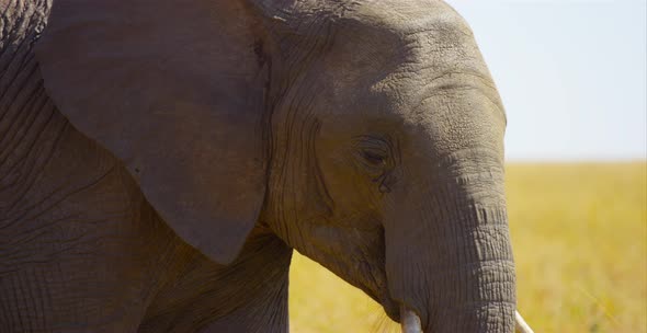 Close up view of an elephant alt
