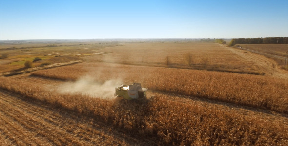 Harvesters Work on Cornfield 3