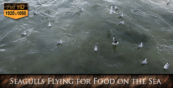 Seagulls Flying for Food on the Sea