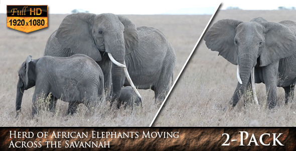 African Elephants Moving Across the Savannah
