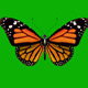 Butterfly on Green Background - VideoHive Item for Sale