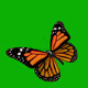 Butterfly on Green Background 1 - VideoHive Item for Sale