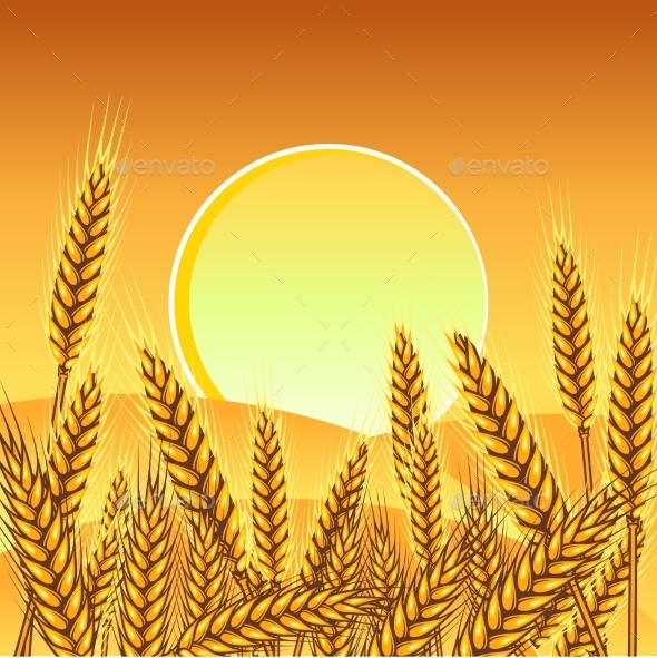 Background with Ripe Yellow Wheat Ears - Landscapes Nature