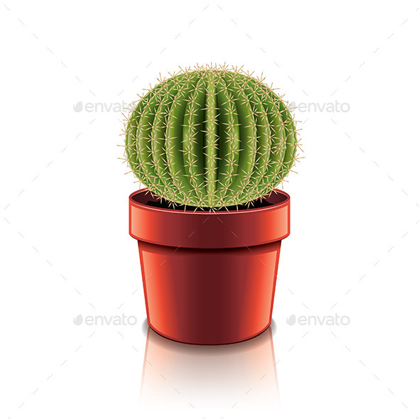 Cactus - Organic Objects Objects