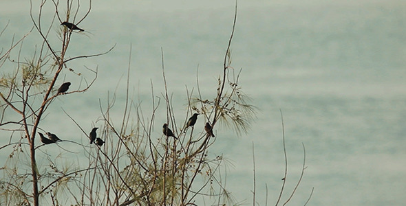 Birds Preening by The Sea
