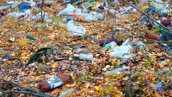 Garbage Among Autumn Leaves In Forest