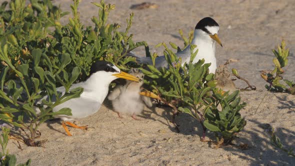 high frame rate front view clip of a little tern chick being fed alt