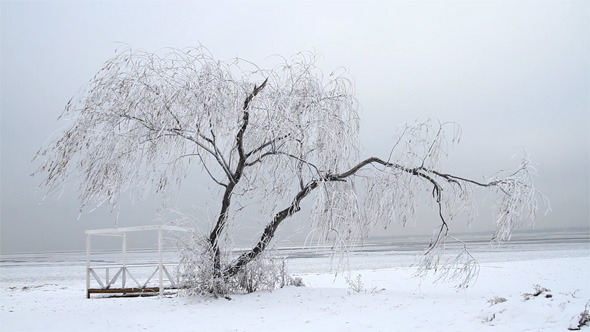 Lonely Tree in Winter 