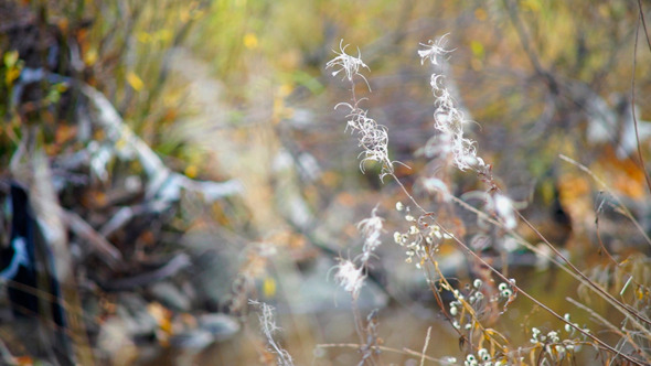 White Willow-Herbs In Autumn Forest
