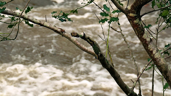 River Raging Through Branches alt