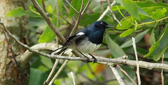 Oriental Magpie Robin (Copsychus saularis) alt