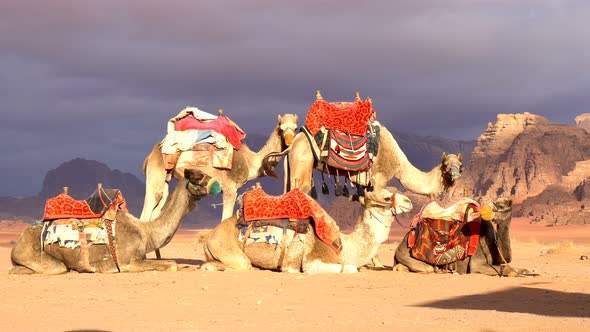 A Group of Camels is Resting in the Desert