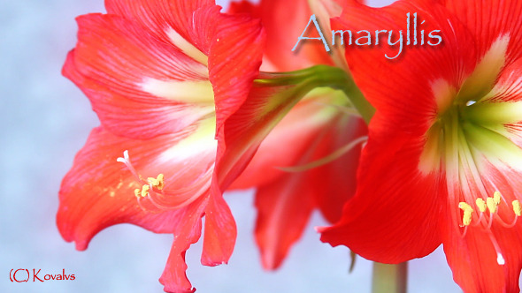 Amaryllis Flower 6
