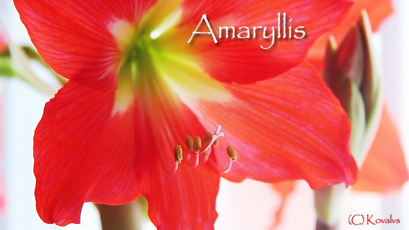 Amaryllis Flower 7