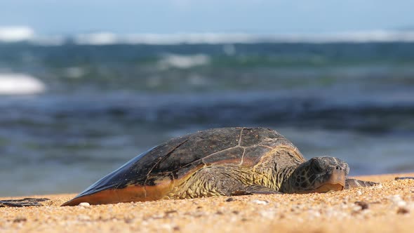 Large Sea Turtle Resting on White Sand Beach Relaxing Warm Sunset Light Hawaii alt