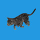 Cat Running - VideoHive Item for Sale