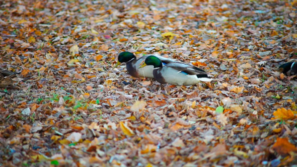 Ducks With Green Heads Walking In Autumn Forest