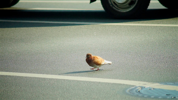 Brave City Pigeon Walking Through Roadway