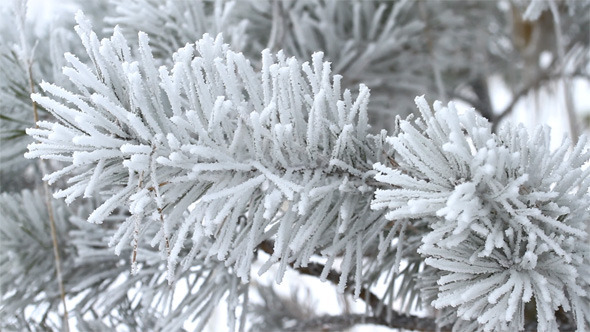 Fir Tree Covered by Ice