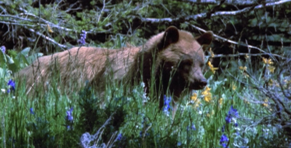 3 Shots of a Black Bear in Wild Flowers
