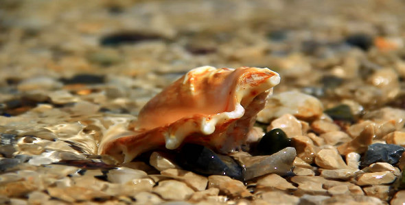 Small Shell on the Shore