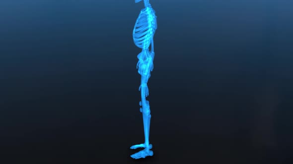 Human Skeleton With Alpha Channel