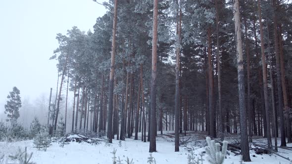 Tilt Up  the Mystical Snowy Forest alt