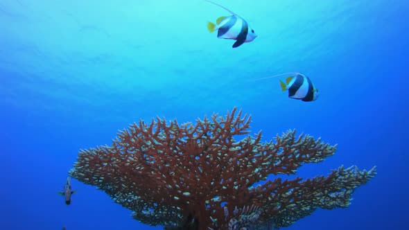 Tropical Underwater Sea Fish alt