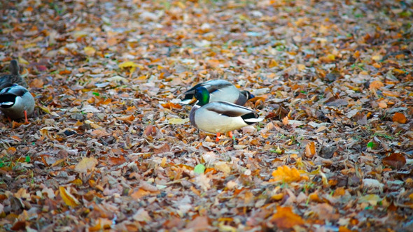 Ducks With Green Heads Walking In Autumn Forest