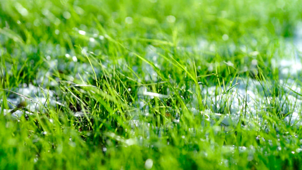 Green Grass With White Snow